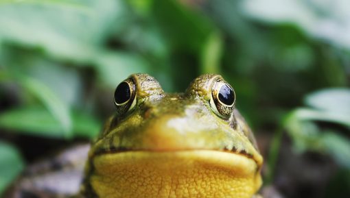 garden-frog