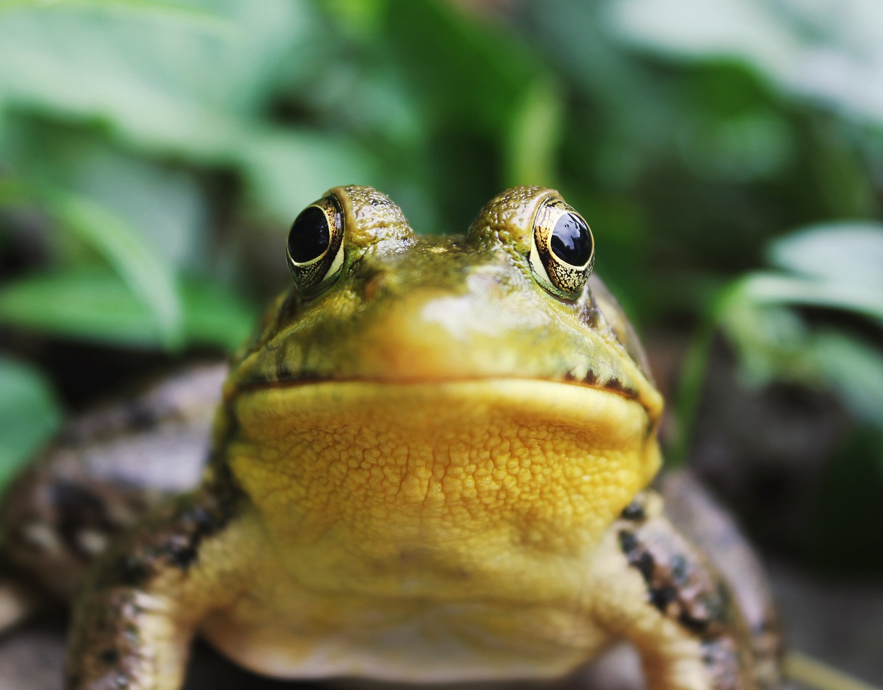 why-and-how-to-get-frogs-in-your-garden-homesteadfun