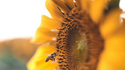 garden sunflower bee