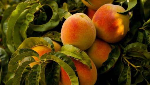 peach-tree-up-close